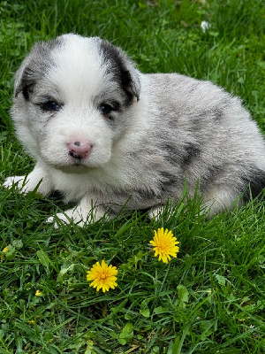 Les chiots de Border Collie