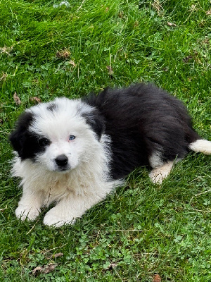 Les chiots de Border Collie