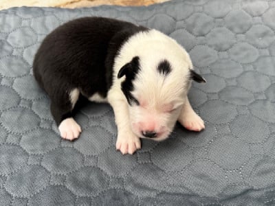 Les chiots de Border Collie