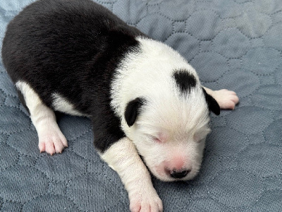 Les chiots de Border Collie