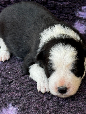 CHIOT - Border Collie