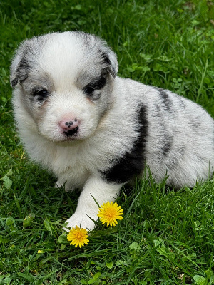 Les chiots de Border Collie