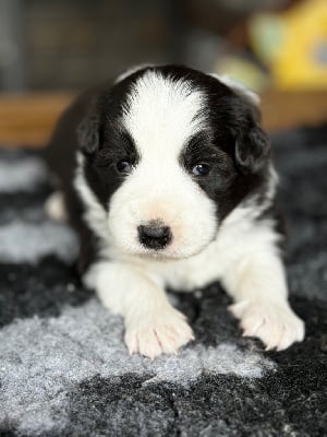 Les chiots de Border Collie