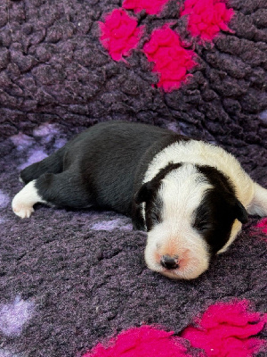 Les chiots de Border Collie