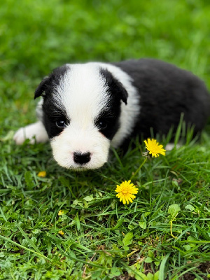 Les chiots de Border Collie