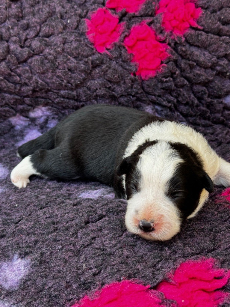 CHIOT MALE N° 1 - Border Collie