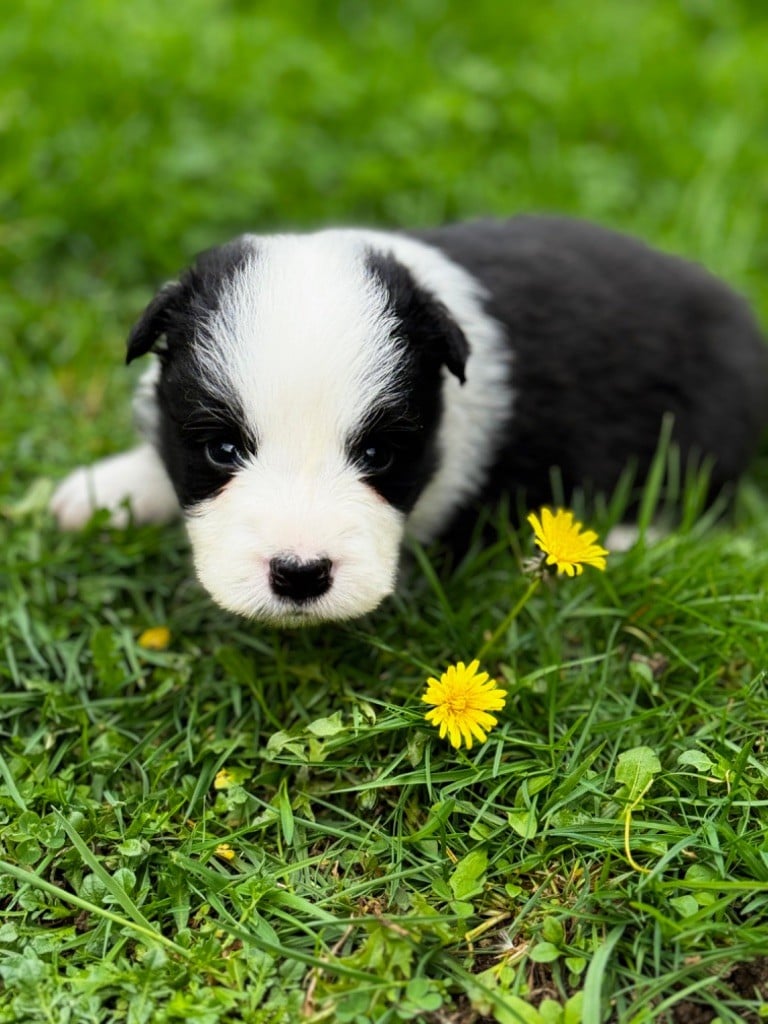 MALE N°4 - Border Collie