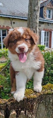 Les chiots de Berger Australien