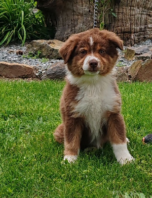 Les chiots de Berger Australien