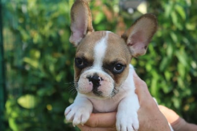 Les chiots de Bouledogue français