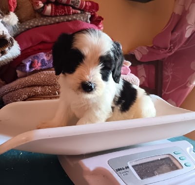 Les chiots de Berger Polonais de plaine