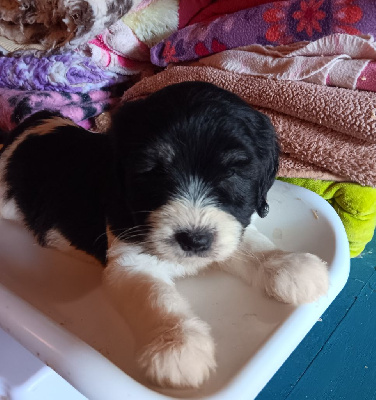 Les chiots de Berger Polonais de plaine