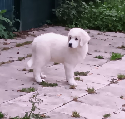 Les chiots de Berger de Podhale - Tatra