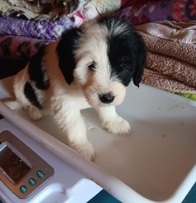 Les chiots de Berger Polonais de plaine