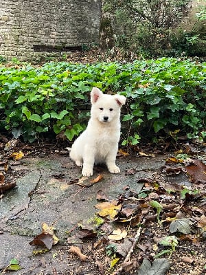 Les chiots de Berger Blanc Suisse