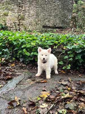 Les chiots de Berger Blanc Suisse