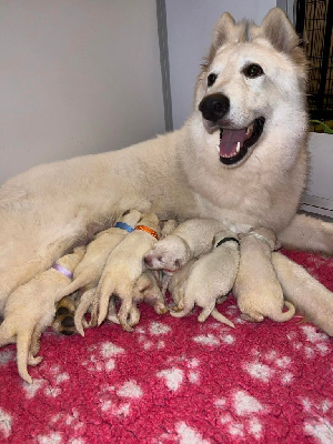 Femelle 2 - Berger Blanc Suisse