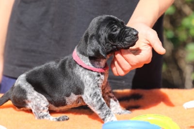 Les chiots de Braque allemand à poil court