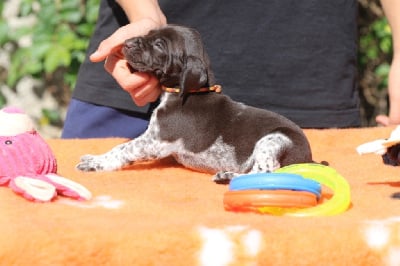 Les chiots de Braque allemand à poil court