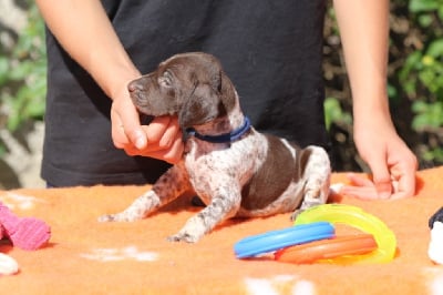 Les chiots de Braque allemand à poil court