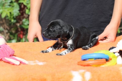 Les chiots de Braque allemand à poil court