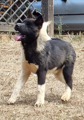 Les chiots de Akita americain