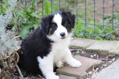 Les chiots de Berger Américain Miniature 