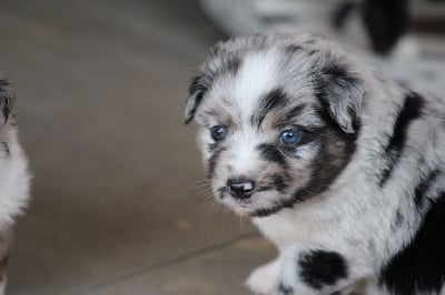 Les chiots de Berger Américain Miniature 