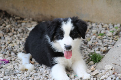 Les chiots de Berger Américain Miniature 