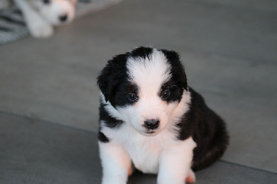 Les chiots de Berger Américain Miniature 