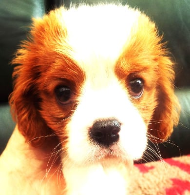 Les chiots de Cavalier King Charles Spaniel