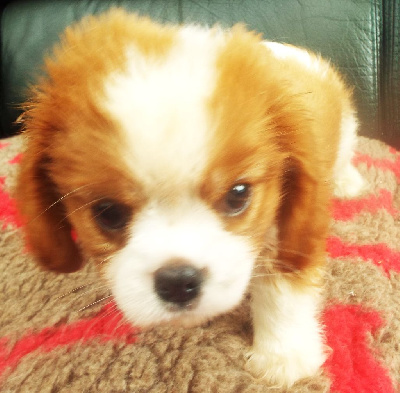 Les chiots de Cavalier King Charles Spaniel