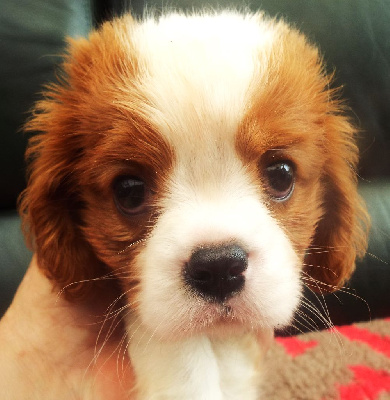 Les chiots de Cavalier King Charles Spaniel