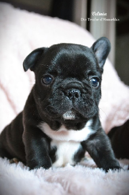 Les chiots de Bouledogue français