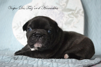 Les chiots de Bouledogue français