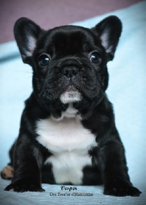 Les chiots de Bouledogue français