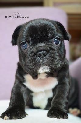 Les chiots de Bouledogue français