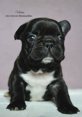 Les chiots de Bouledogue français