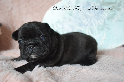 Les chiots de Bouledogue français