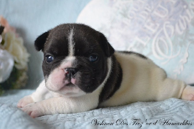 Les chiots de Bouledogue français