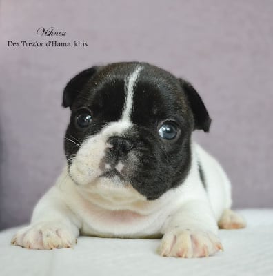 Les chiots de Bouledogue français