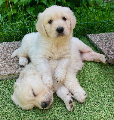 Les chiots de Golden Retriever