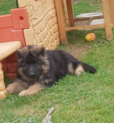 Les chiots de Berger Allemand