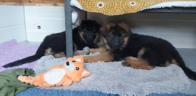 Les chiots de Berger Allemand