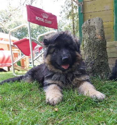 Les chiots de Berger Allemand