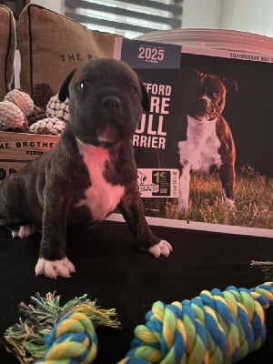 Les chiots de Staffordshire Bull Terrier