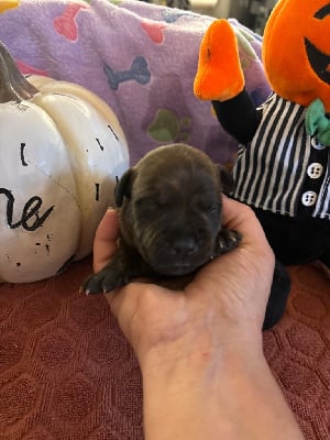 Les chiots de Staffordshire Bull Terrier