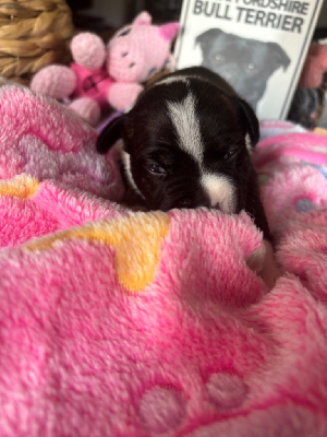 Les chiots de Staffordshire Bull Terrier