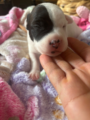 Les chiots de Staffordshire Bull Terrier