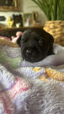 Les chiots de Staffordshire Bull Terrier